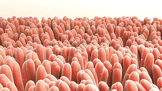 人类肠子 健康或疾病肠子的概念吸收腹部流明矿物质生物学衬垫细胞插图药品酵素图片