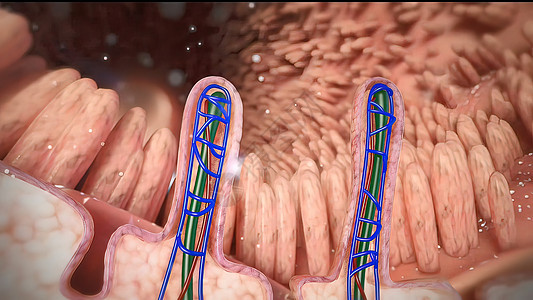 含有碳水合物分子的混杂地区葡萄酒深处的肠道组织学绒毛冒号酵素营养生物学癌症衬垫矿物质粘膜图片