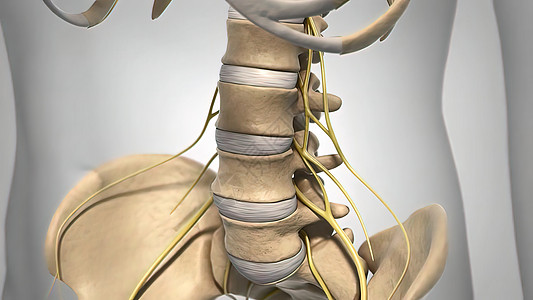 脊柱模型脊髓 盘片和神经系统障碍神经中枢神经系统动画磁盘神经学家器官骨刺疾病背景
