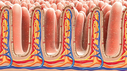 人类肠子 健康或疾病肠子的概念细胞组织学矿物质癌症衬垫营养素腹部绒毛吸收肠胃图片