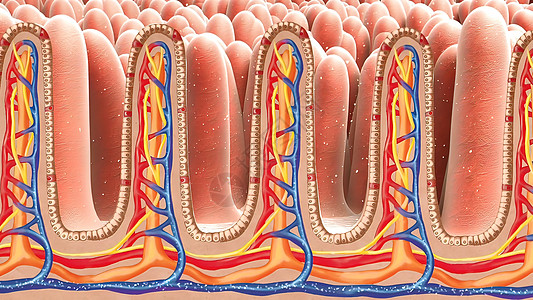 人类肠子 健康或疾病肠子的概念插图肠胃粘膜绒毛吸收衬垫消化冒号癌症流明图片