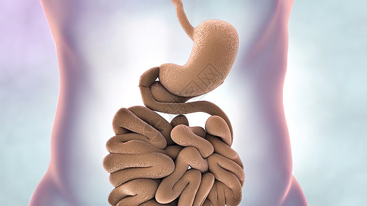 消化系统 小肠子的一部分3d回肠插图消化渲染图像图形动态食管创造力图片