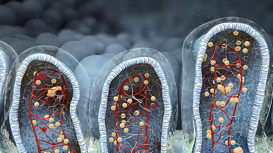 含有碳水合物分子的混杂地区葡萄酒深处的肠道组织学药品矿物质生物学衬垫冒号吸收细胞绒毛消化图片