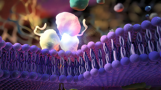 入室牢房的Ion 频道生活荷尔蒙液体宏观生物学科学细胞质医疗运输渠道图片