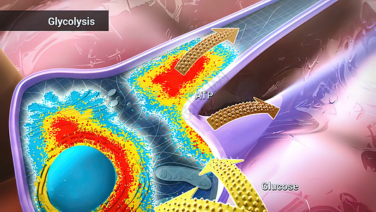 葡萄糖通过酶 释放能量和酸分解而分解异生酵素途径激酶磷酸化代谢氧化词云白色标签图片