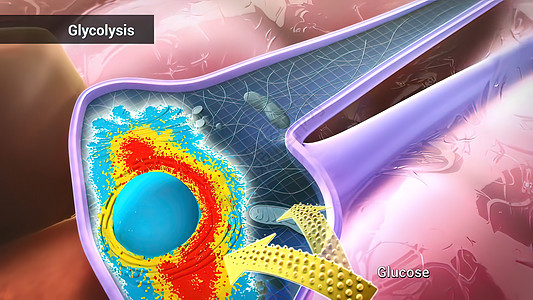 葡萄糖通过酶 释放能量和酸分解而分解词云激酶艺术代谢同义词关键词氧化白色途径文字图片