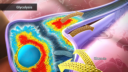 葡萄糖通过酶 释放能量和酸分解而分解氧化异生同义词白色标签词云能力代谢磷酸化关键词图片