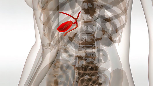 带有器官的女球囊医疗扫描解剖卫生男人科学肠胃身体外科胰腺膀胱肝硬化保健图片