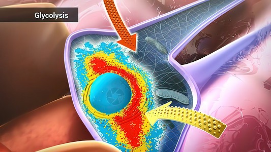 葡萄糖通过酶 释放能量和酸分解而分解文字途径氧化同义词代谢激酶异生能力白色艺术图片