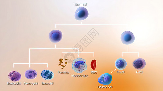 完全特性细胞 类型 健康的细胞培养组织学细胞核3d组织渲染宏观肺炎照片心肌药品图片