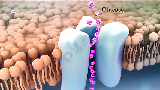 胰岛素 葡萄糖 人类胰岛素 内酯结构的细胞质倍率形状干细胞核子酵素粒子细胞专注分子图片