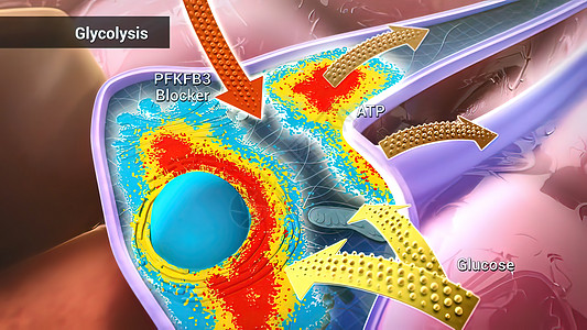 葡萄糖通过酶 释放能量和酸分解而分解氧化磷酸化关键词艺术异生能力同义词标签代谢酵素图片