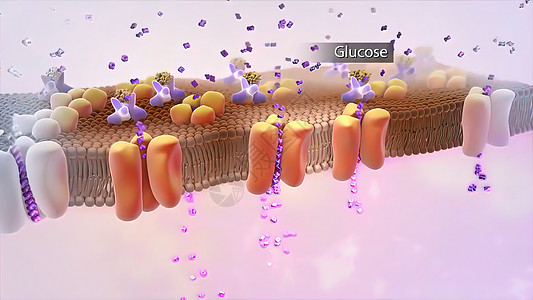 胰岛素 葡萄糖 人类胰岛素 内酯结构的生物学倍率专注合子染色体细胞质代谢激素药品核子图片