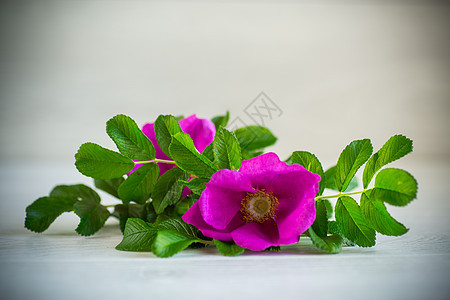明光背景的花朵 粉红盛开的野玫瑰花朵图片