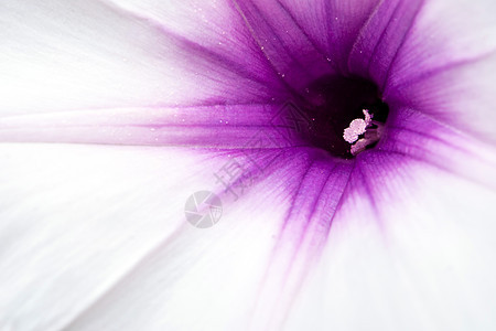 清晨光辉花的细纹紫色花园荣耀植物白色花粉宏观背景图片