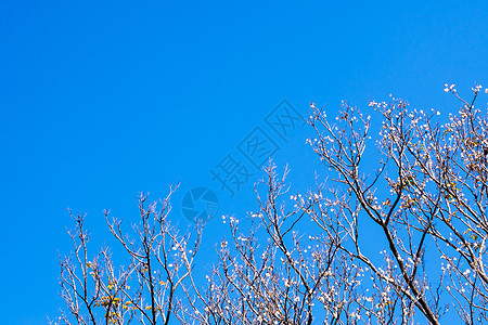 秋天秋天在枯树上用蓝天空背景干枯的Padauk水壶植物紫檀木种子场景大果阳光叶子太阳天空季节背景图片