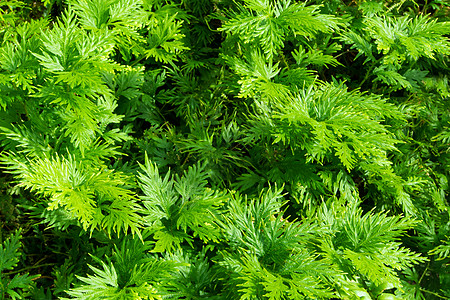 塞拉吉尼拉的新鲜绿色涉及幼年热带森林植物学生长花园环境植物卷柏场地叶子图片