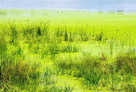 在湿地水面的草叶和鸭草中 有青草和鸭草图片
