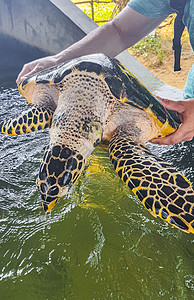 人类拥有绿色海龟鹰嘴龟海龟的海龟游泳荒野男性爬虫乌龟水池海滩生活海上生活孵化场图片