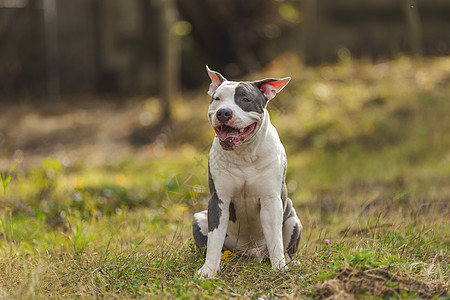 正面斗牛公牛猎犬毛皮喜悦动物晴天衣领斗牛犬伴侣训练宠物图片