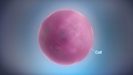 eukaryaty电池组件 核和有机物及等离子膜的无缝循环生物学结构网状微生物学解剖学科学环形仪器动物细胞图片