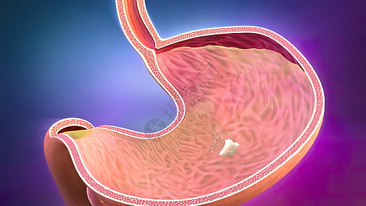 人类消化系统中的消化过程的过程旅游尿道飞机肠子身体肾脏系统横幅技术原理图图片