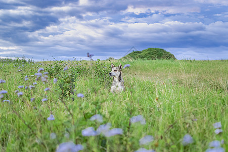 田野中狗的肖像 场中狗的画像 有复制空间的狗宠物毛皮小狗绿色哺乳动物场地狗场动物犬类草地图片