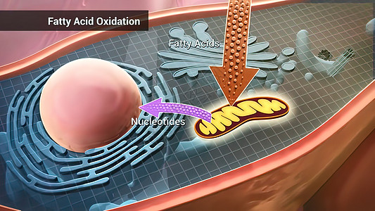 脂肪酸氧化 即将脂肪酸转化为乙酰的线粒体氧化过程酵素神经系统基因电脉冲学习淀粉样生物学药品树突生物图片