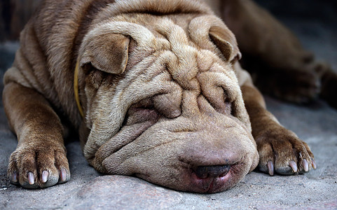 sharpei 正躺在凉亭旁边的地上休息皱纹犬类阴影鼻子宠物哺乳动物舌头毛皮说谎乐趣图片