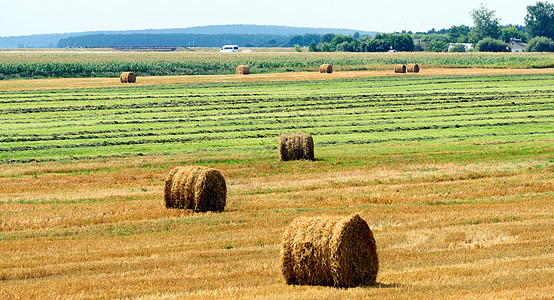 蓝云天空的农田上草丛蓝色小麦场地线条稻草动物农田干草草垛农场图片