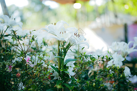 白百合花在花园中开花公园白色百合花粉植物群花瓣图片