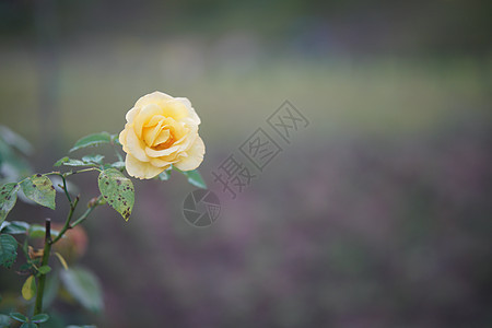 花朵在花园中盛开的黄玫瑰花朵图片