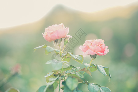 花朵在花园中盛开的花朵植物群花瓣玫瑰植物公园粉色图片