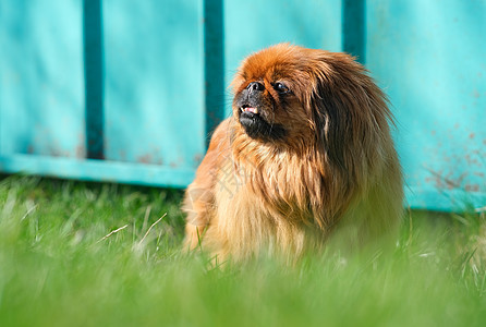 养狗在绿草地上繁殖北京人 长得像白金人的红色毛皮羊毛乐趣孤独长发小狗犬类哺乳动物友谊头发图片
