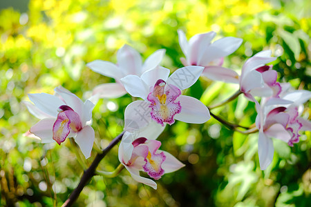 在花园里盛开的白紫兰花花异国植物群热带植物学紫色植物花瓣兰花叶子情调图片
