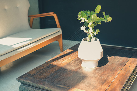 起居室有白色坐垫沙发沙发的仙人掌植物桌子装饰风格座位家具软垫木头房间长椅褐色图片