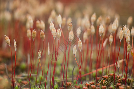青苔的宏大 森林苔的微小世界生长季节孢子体晴天苔藓场地背景植物叶子阳光图片