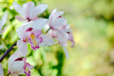 在花园里盛开的白紫兰花花热带兰花美丽异国植物紫色花瓣叶子植物学情调图片