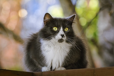 黑猫和白猫晶须哺乳动物动物群家畜动物毛皮宠物图片