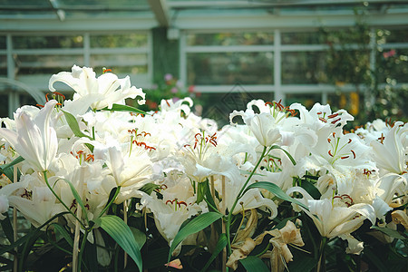 在花园中生长的白百合植物群叶子花瓣白色公园植物学植物槐花背景图片