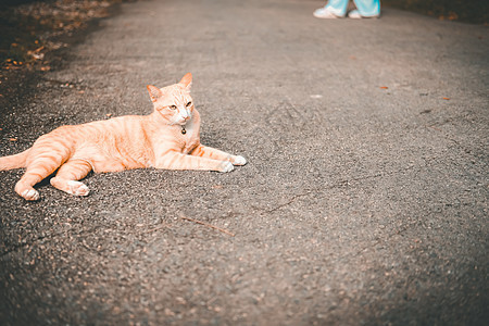 躺在地板上躺着的橙色猫儿猫咪哺乳动物虎斑毛皮休息说谎宠物猫科动物头发图片