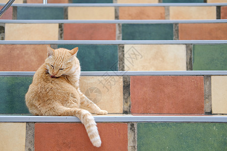 在楼梯上修补美容的 橙色猫毛皮休息宠物动物台阶猫咪哺乳动物农场猫科虎斑图片