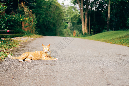躺在地板上躺着的橙色猫儿猫科说谎动物休息猫咪虎斑宠物哺乳动物头发毛皮图片