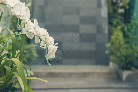 花园中的白人造兰花花朵 植物图片