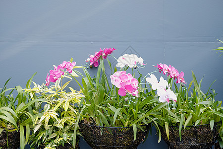 花朵在花园中盛开的粉红兰花花瓣栽培情调异国植物学植物热带生长植物群粉色图片