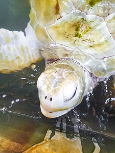 白色白化海龟玳瑁海龟红海龟游泳野生动物海洋孵化场动物乌龟荒野水池中心生活旅行图片