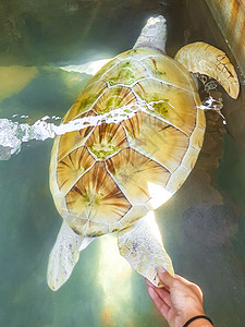 白色白化海龟玳瑁海龟红海龟游泳生活海洋乌龟孵化场荒野爬虫野生动物海滩动物旅行图片