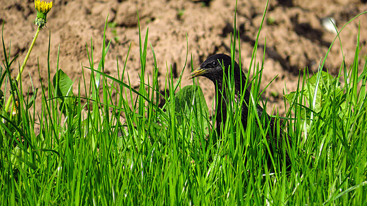 绿草中一只黑鸟图片