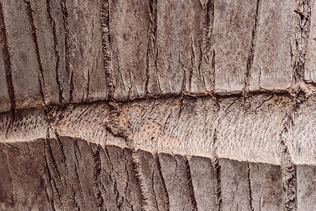 热带棕榈树树皮表面木材纹理细节 自然图案壁纸 抽象宏观极简主义异国情调的生态 spa 环境产品设计理念 红灰棕浅色背景图片