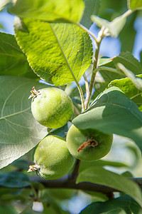 树枝上未成熟苹果的绿果实高清图片